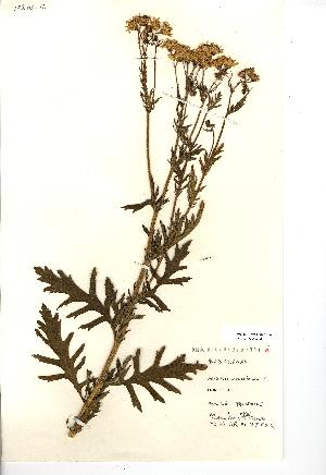  (Jacobaea erucifolia - NMW841)  @11 [ ] Unspecified (default): All Rights Reserved  Unspecified Unspecified