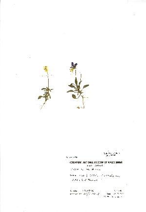  (Viola lutea - NMW900)  @11 [ ] Unspecified (default): All Rights Reserved  Unspecified Unspecified