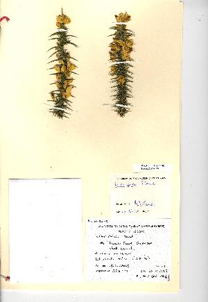  (Ulex gallii - NMW949)  @11 [ ] Unspecified (default): All Rights Reserved  Unspecified Unspecified