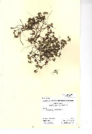  (Trifolium scabrum - NMW968)  @11 [ ] Unspecified (default): All Rights Reserved  Unspecified Unspecified