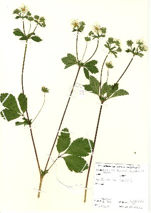  (Drymocallis - NBGW6015)  @11 [ ] Unspecified (default): All Rights Reserved  Unspecified Unspecified