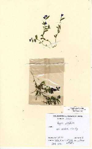  (Polygala - NMW5050)  @11 [ ] Unspecified (default): All Rights Reserved  Unspecified Unspecified