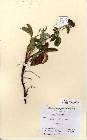  (Potentilla palustris - NMW5102)  @11 [ ] Unspecified (default): All Rights Reserved  Unspecified Unspecified
