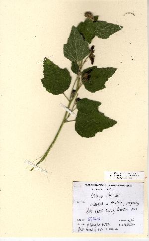  (Althaea officinalis - NMW5182)  @11 [ ] Unspecified (default): All Rights Reserved  Unspecified Unspecified