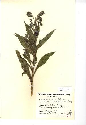  (Cynoglossum officinale - NMW249)  @11 [ ] Unspecified (default): All Rights Reserved  Unspecified Unspecified