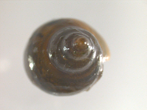  (Ladislavella - PPM085)  @14 [ ] Unspecified (default): All Rights Reserved  Unspecified Unspecified