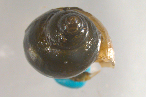  (Ladislavella - PPM172)  @14 [ ] Unspecified (default): All Rights Reserved  Unspecified Unspecified