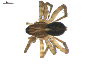  ( - BIOUG00618-D06)  @12 [ ] CC-0  G. Blagoev 2010 Unspecified