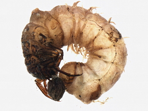  ( - BIOUG03353-D05)  @12 [ ] CreativeCommons - Attribution (2012) CBG Photography Group Centre for Biodiversity Genomics