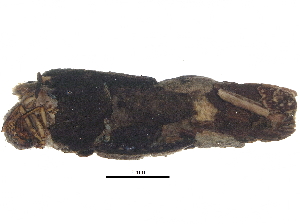  ( - BIOUG25381-F05)  @12 [ ] CreativeCommons - Attribution (2015) CBG Photography Group Centre for Biodiversity Genomics