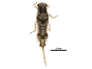  ( - BIOUG31461-A09)  @11 [ ] CreativeCommons - Attribution (2017) CBG Photography Group Centre for Biodiversity Genomics