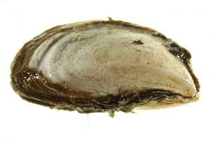  ( - BIOUG02457-A06)  @11 [ ] CreativeCommons - Attribution (2012) CBG Photography Group Centre for Biodiversity Genomics