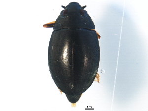  ( - BIOUG03353-A03)  @11 [ ] CreativeCommons - Attribution (2012) CBG Photography Group Centre for Biodiversity Genomics