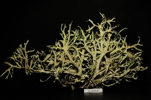  (Evernia prunastri - LPRC6239)  @11 [ ] Copyright (2020) Rémy Poncet Muséum national d'Histoire naturelle, Paris