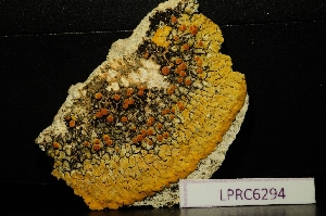  (Caloplaca aurantia - LPRC6294)  @11 [ ] Copyright (2020) Rémy Poncet Muséum national d'Histoire naturelle, Paris