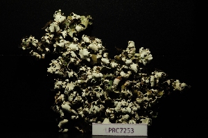  (Cladonia foliacea foliacea - LPRC7253)  @11 [ ] Copyright (2020) Rémy Poncet Muséum national d'Histoire naturelle, Paris