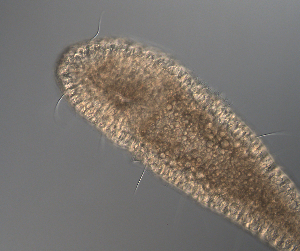  ( - palaeo_10)  @11 [ ] Unspecified (default): All Rights Reserved (2024) George von Dassow Oregon Institute of Marine Biology