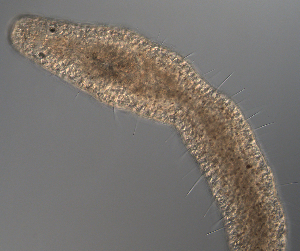 ( - palaeo_11)  @11 [ ] Unspecified (default): All Rights Reserved (2024) George von Dassow Oregon Institute of Marine Biology