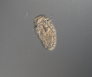  ( - palaeo_12)  @11 [ ] Unspecified (default): All Rights Reserved (2024) George von Dassow Oregon Institute of Marine Biology