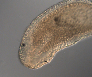  ( - palaeo_13)  @11 [ ] Unspecified (default): All Rights Reserved (2024) George von Dassow Oregon Institute of Marine Biology