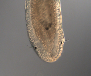  ( - palaeo_13)  @11 [ ] Unspecified (default): All Rights Reserved (2024) George von Dassow Oregon Institute of Marine Biology