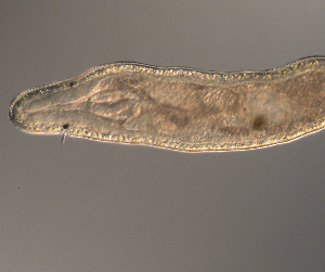  ( - palaeo_14)  @11 [ ] Unspecified (default): All Rights Reserved (2024) George von Dassow Oregon Institute of Marine Biology