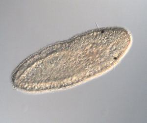  ( - palaeo_15)  @11 [ ] Unspecified (default): All Rights Reserved (2024) George von Dassow Oregon Institute of Marine Biology