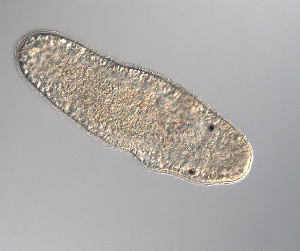  ( - palaeo_16)  @11 [ ] Unspecified (default): All Rights Reserved (2024) George von Dassow Oregon Institute of Marine Biology