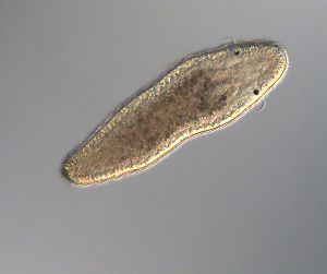  ( - palaeo_17)  @11 [ ] Unspecified (default): All Rights Reserved (2024) George von Dassow Oregon Institute of Marine Biology