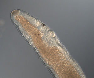  ( - palaeo_2)  @11 [ ] Unspecified (default): All Rights Reserved (2024) George von Dassow Oregon Institute of Marine Biology