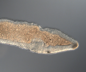  ( - palaeo_2)  @11 [ ] Unspecified (default): All Rights Reserved (2024) George von Dassow Oregon Institute of Marine Biology