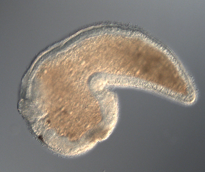  ( - palaeo_2)  @11 [ ] Unspecified (default): All Rights Reserved (2024) George von Dassow Oregon Institute of Marine Biology