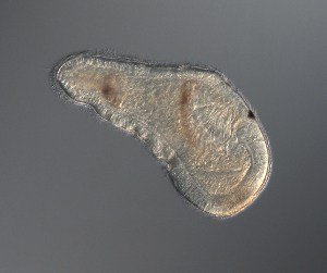  ( - palaeo_5)  @11 [ ] Unspecified (default): All Rights Reserved (2024) George von Dassow Oregon Institute of Marine Biology