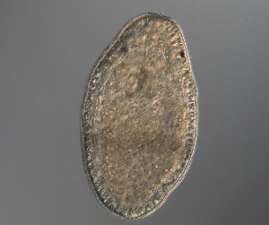  (Cephalothrix spiralis - palaeo_7)  @11 [ ] Unspecified (default): All Rights Reserved (2024) George von Dassow Oregon Institute of Marine Biology