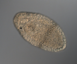  ( - palaeo_7)  @11 [ ] Unspecified (default): All Rights Reserved (2024) George von Dassow Oregon Institute of Marine Biology