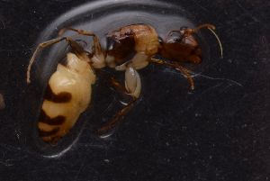 (Camponotus AEV6916 - EB165_P009)  @11 [ ] CreativeCommons - Attribution Non-Commercial Share-Alike (2019) Christoph Merkel Technical University of Darmstadt