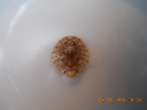  ( - BOPD_PRIMBA 018)  @11 [ ] CreativeCommons - Attribution Non-Commercial Share-Alike (2014) Unspecified Laboratorio de Zoología de Invertebrados