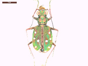  ( - LS_IRBI_ESP0006)  @11 [ ] Copyright (2021) Lucas Sire Institut de Recherche sur la Biologie de l Insecte