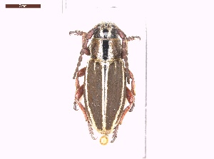  ( - LS_IRBI_ESP0007)  @11 [ ] Copyright (2021) Lucas Sire Institut de Recherche sur la Biologie de l Insecte