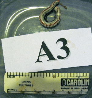  ( - AAG08357-A03)  @13 [ ] Copyright (2013) J. A. Santiago-Blay NMNH