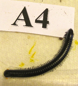  ( - AAAxAAC05058-A04)  @13 [ ] Copyright (2013) J. A. Santiago-Blay NMNH