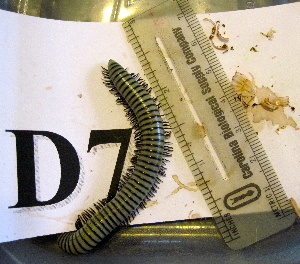 ( - AAL-09122-D07)  @13 [ ] Copyright (2013) J. A. Santiago-Blay NMNH