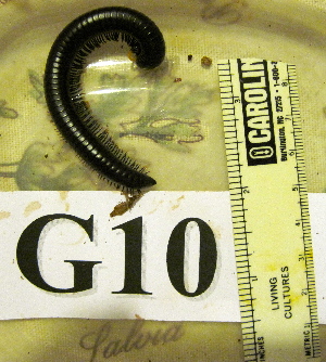 ( - AAC05058-G10)  @13 [ ] Copyright (2013) J. A. Santiago-Blay NMNH
