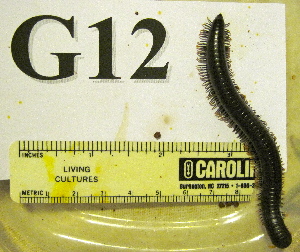  (Anadenobolus monilicornis - AAC05058-G12)  @12 [ ] Copyright (2013) J. A. Santiago-Blay NMNH