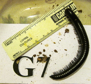  ( - AAC05058-G07)  @13 [ ] Copyright (2013) J. A. Santiago-Blay NMNH
