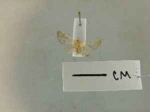  (Eupithecia velutipennis - K131a)  @11 [ ] nrr (2023) Aura M. Alonso-Rodriguez University of Vermont