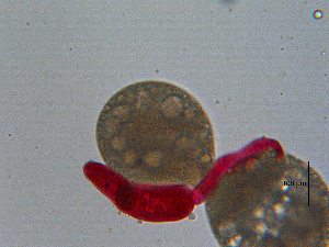  (Acanthocolpidae - Ls.Ily.BFU.2.X.4)  @12 [ ] CreativeCommons - Attribution Share-Alike (2013) Sean Locke Unspecified
