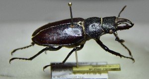  ( - BC-PNEF-PSFOR0992)  @12 [ ] Copyright (2017) Rodolphe Rougerie Museum National d'Histoire Naturelle