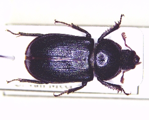 (Platycerus spinifer - BC-PNEF-PSFOR0994)  @11 [ ] Copyright (2017) Rodolphe Rougerie Museum National d'Histoire Naturelle