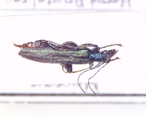  ( - BC-PNEF-PSFOR1061)  @11 [ ] Copyright (2017) Rodolphe Rougerie Museum National d'Histoire Naturelle